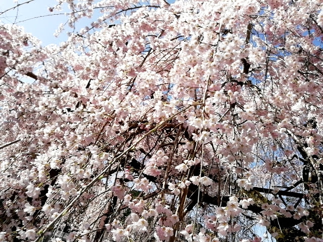 大紀町の枝垂れ桜