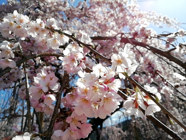 大紀町の枝垂れ桜