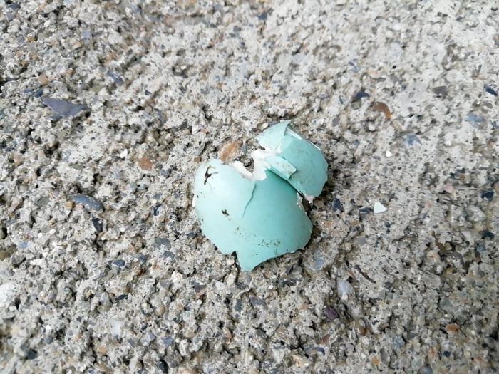 イソヒヨドリの空色の青い卵の殻